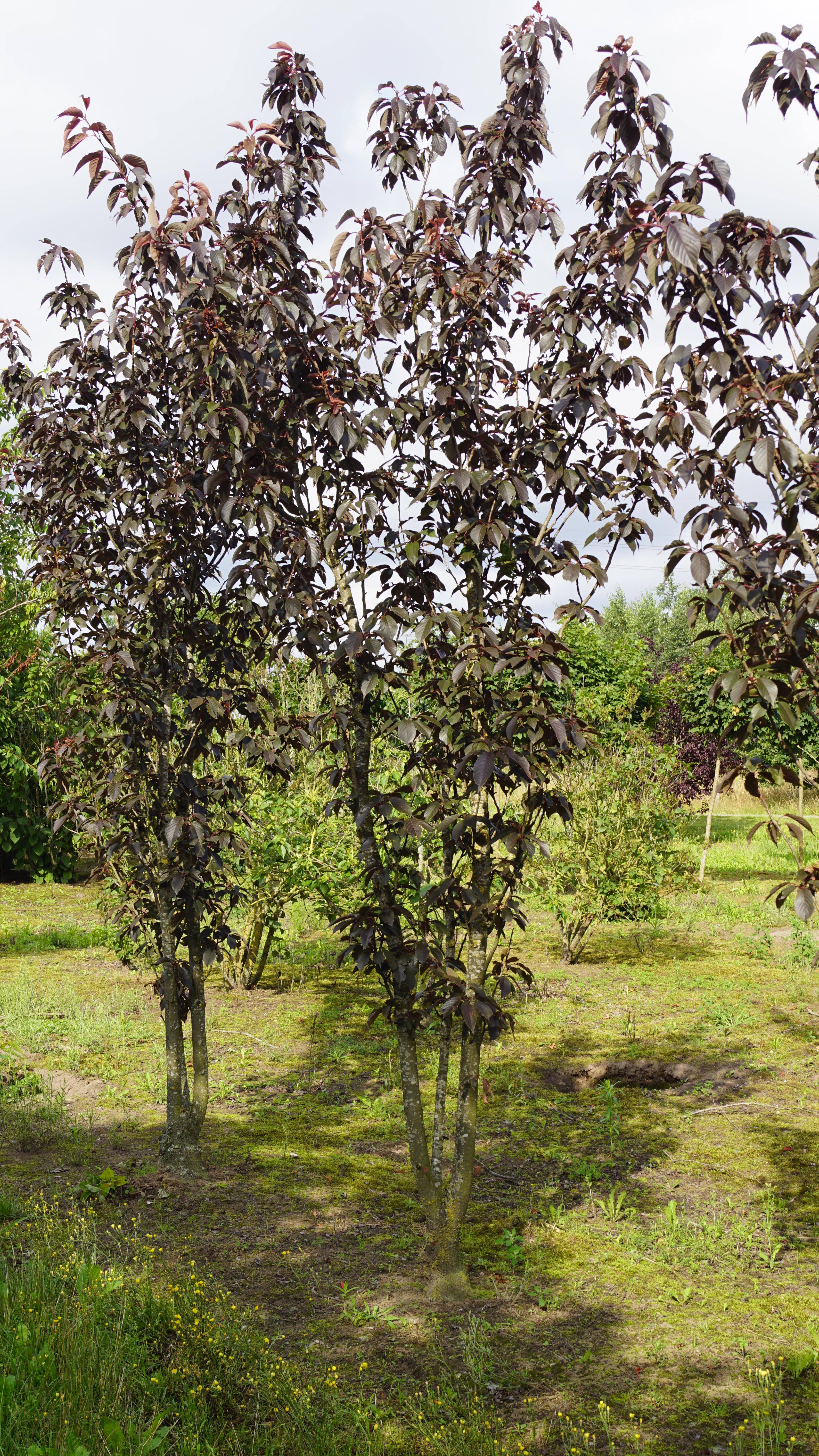 Prunus serrulata 'Royal Burgundy' (2)